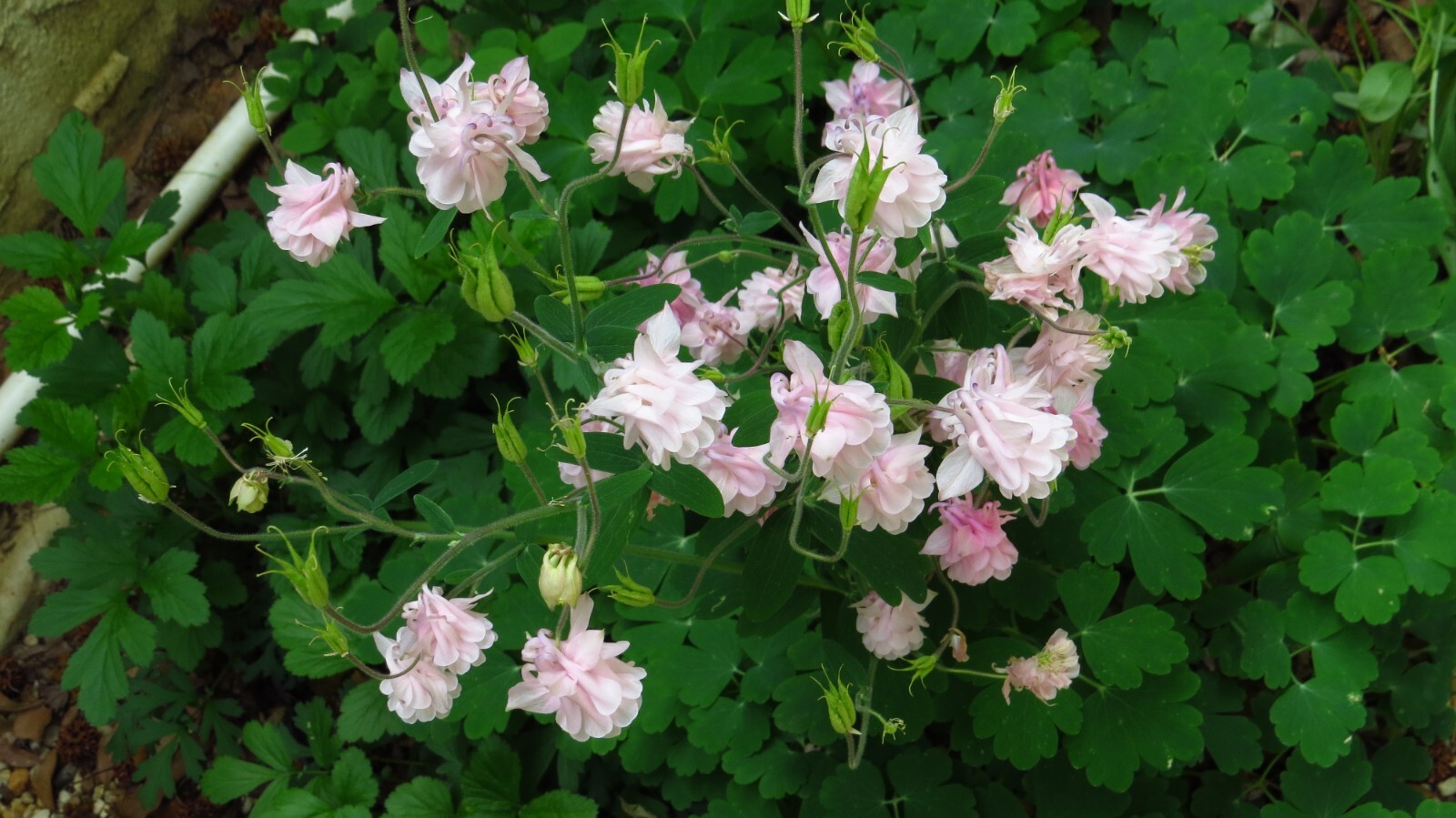 100+ Rare Light Pink Multi Layer Columbine Perennial Flower Seeds.