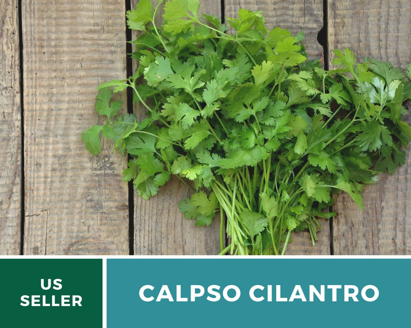 Cilantro (Coriander), Calypso – Heirloom Seeds – Culinary & Medicinal Herb
