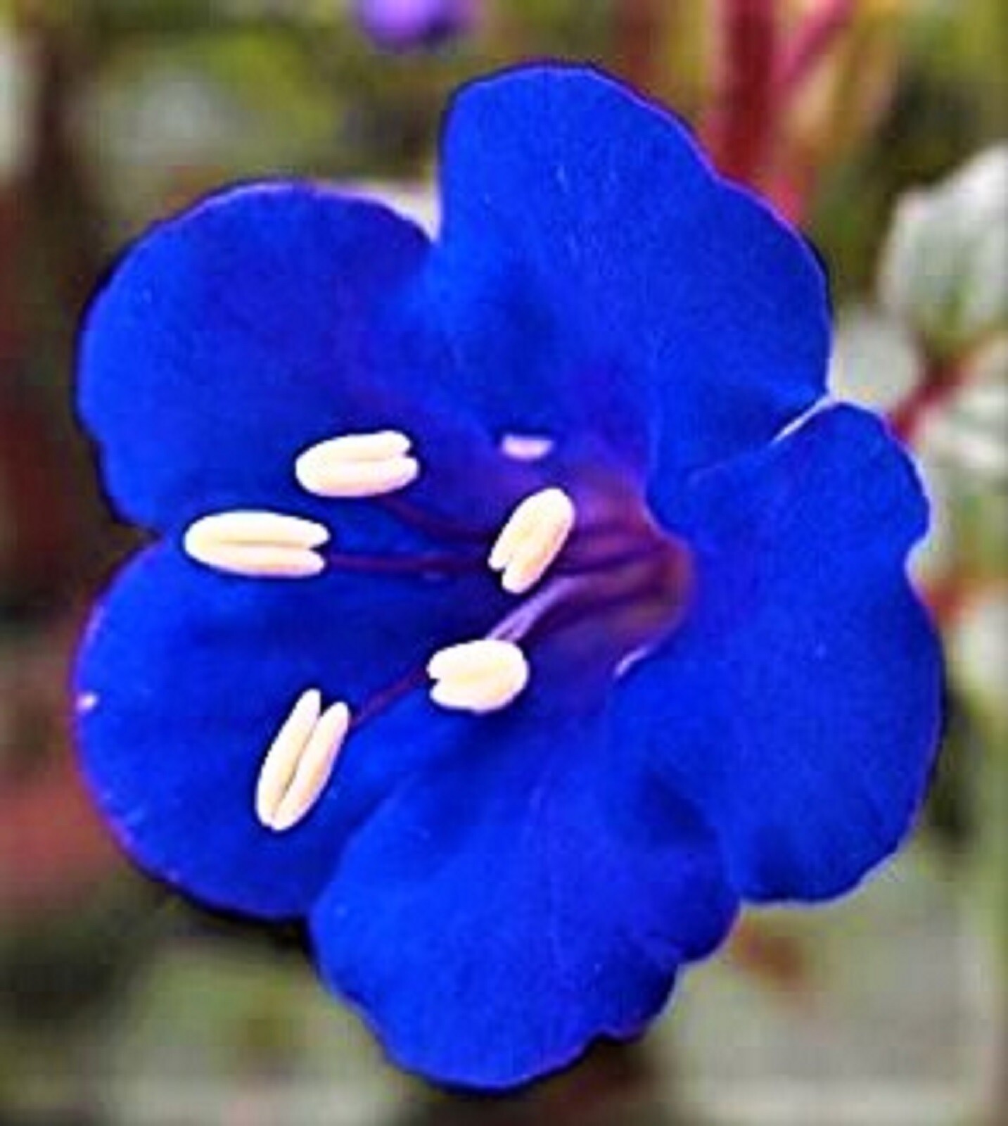 California Bluebell Campanula Seeds 100+ Seeds NON-GMO BUY 4 GET FREE SHIPPING