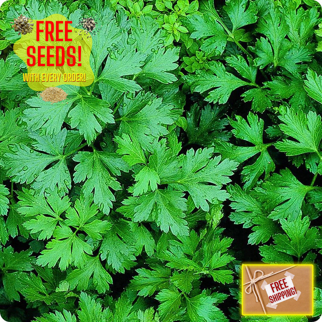 Fresh Italian Dark Green Parsley Seeds | Heirloom Non-GMO | Herb Seeds