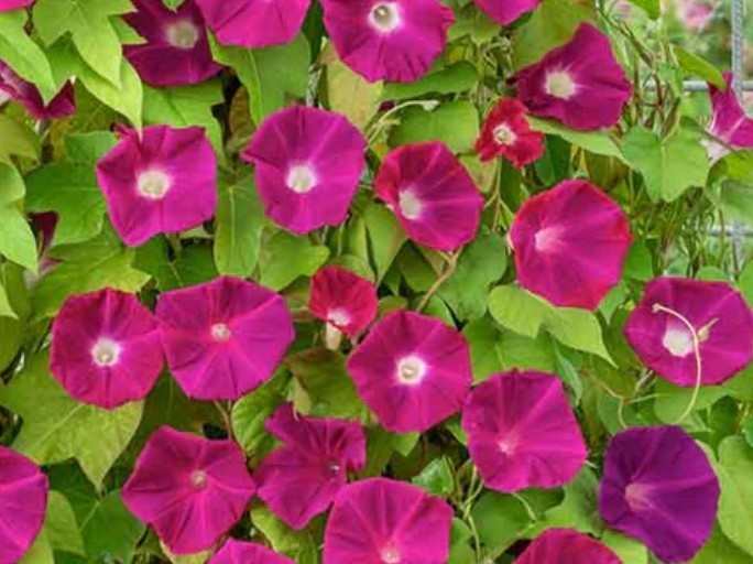 60+ Scarlet O’Hara Morning Glory Seeds **Fresh Seeds** ~~Free Shipping~~