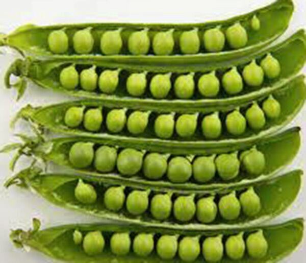 PEAS, SUGAR DADDY SNAP, HEIRLOOM, 500+ SEEDS, GREAT FOR SALADS / SNACKS