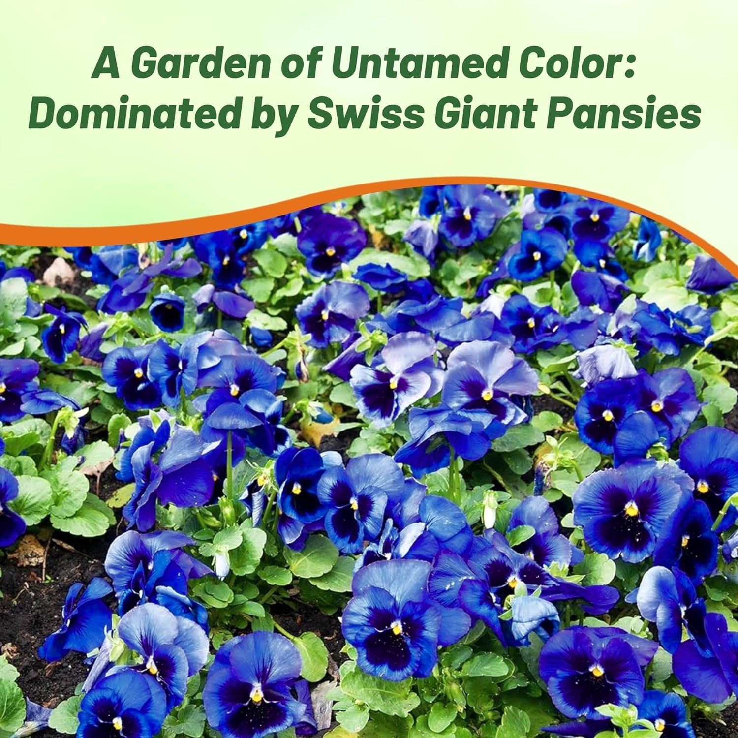 1000 Seeds Pansy Seeds – Pansy Ullswater Blue Flower Seed
