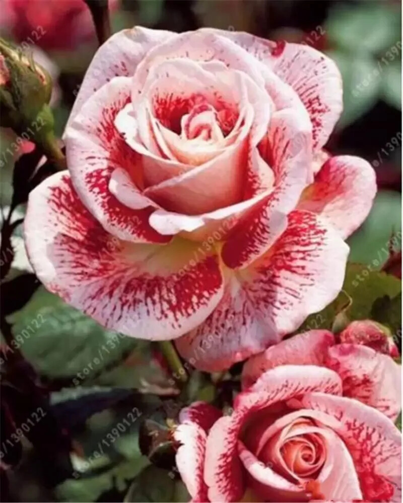 20 ROSE FLOWER SEEDS rare exotic plant garden for stratification/germination