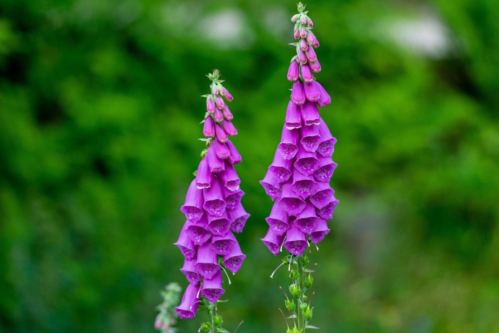 1000 PURPLE FOXGLOVE Digitalis Purpurea Flower Seeds