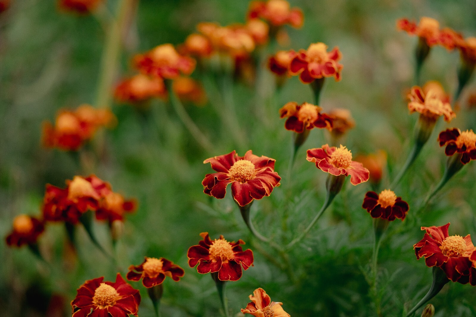 Tashkent Marigold Flower Seeds, Heirloom Orange Halo Blossoms, Certified Organic