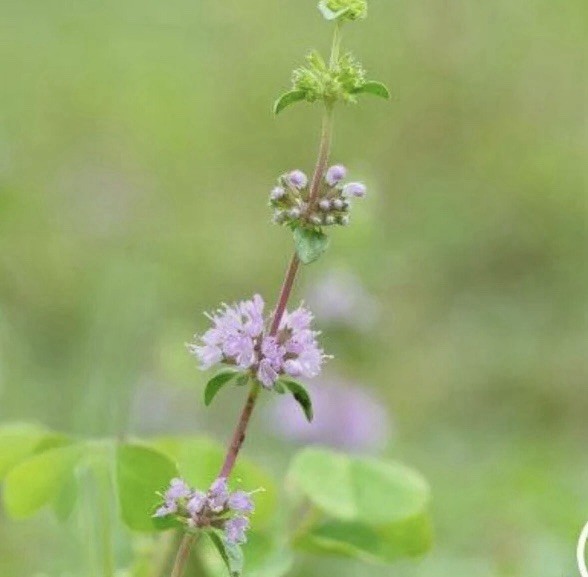Pennyroyal Mint Seeds. (Mentha pulegium) – 100 Seeds | Heirloom , Non-GMO USA