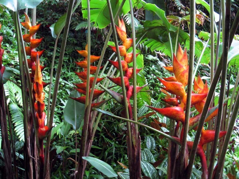 10 SPLASH (Heliconia champneiana) SEEDS Lobster Claw Flower Banana Like Rare