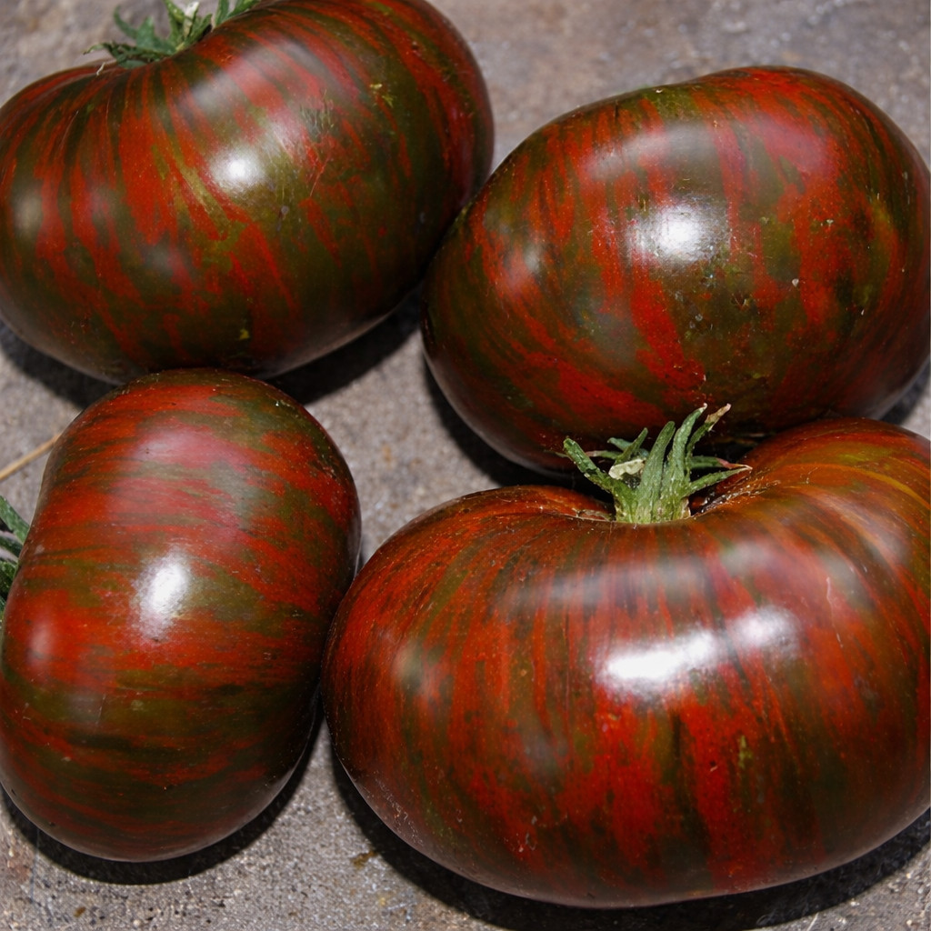 100 Heirloom Vintage Wine Tomato Seeds Large 1LB Chocolate&Red Striped Beefsteak