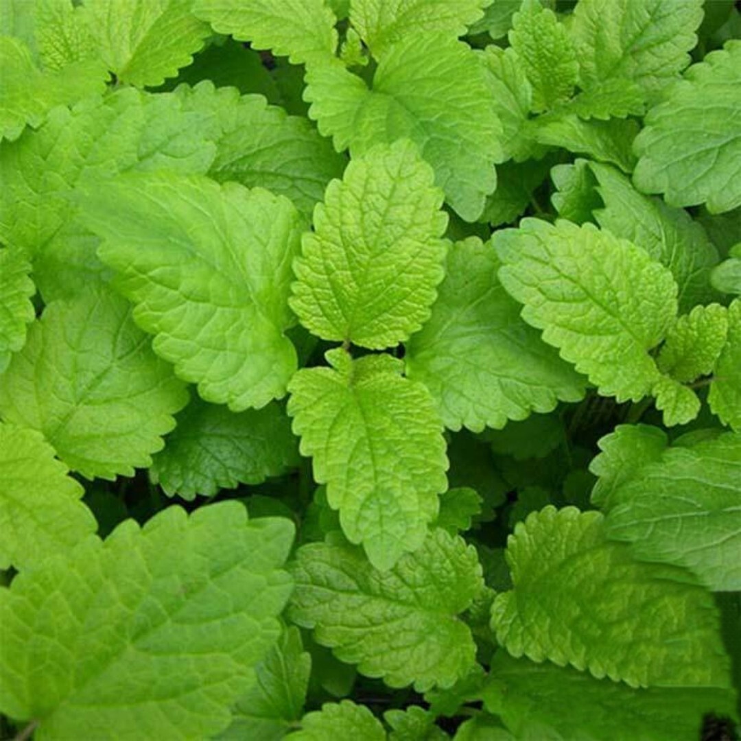 Lemon Balm Seeds – 1000