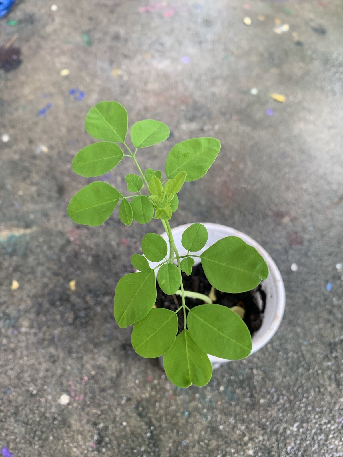 Ripkitty Moringa Oleifera (Tree of Life) Wingless Seeds Planting Nuts FREE S/H!