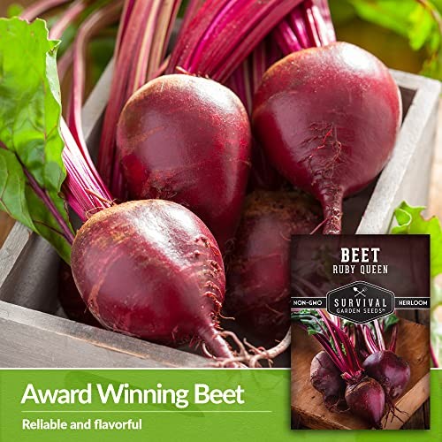 Ruby Queen Beet Seeds for Planting – Deep Red Beets for Garden Growing 1