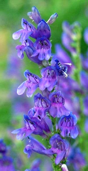 Penstemon strictus | Rocky Mountain Penstemon | 1000 Seeds