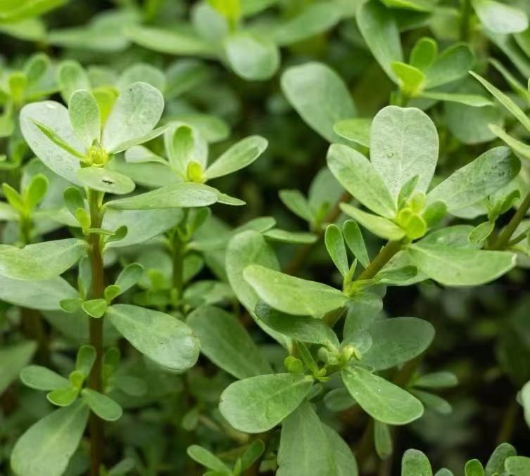 7000+ Green Purslane Seeds – 1 oz Non-GMO Heirloom Vegetable Seeds for Planting