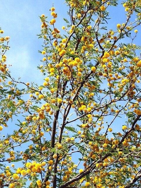 10 SWEET ACACIA Mimosa Tree Seeds (Acacia farnesiana) Wattle Flower Fast Growing