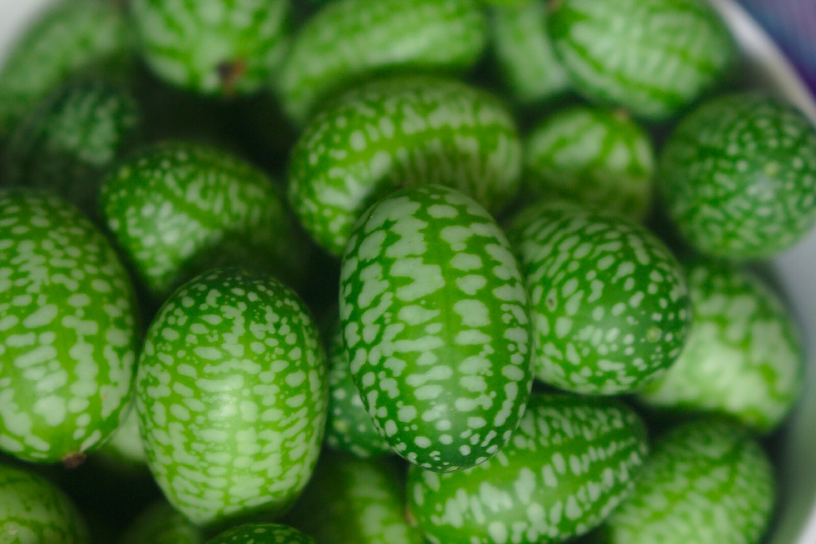 10 Cucamelon Mouse Melon Sour Gherkin Seeds | Melothria Scabra RARE MINI’s