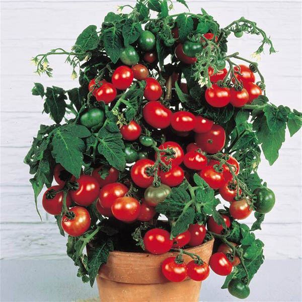 Orange Hat Yellow or Tiny Tim red – Dwarf Micro Tomato seeds – Heirloom/GMO FREE