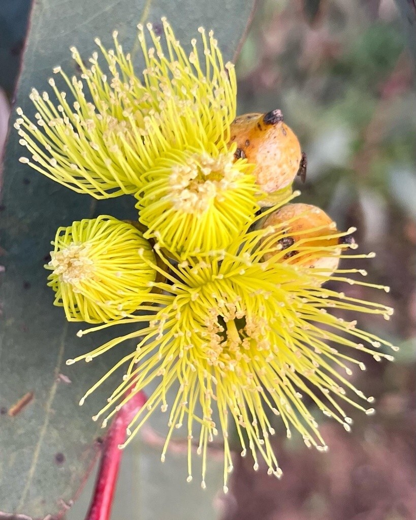 50+ Eucalyptus woodwardii Seeds – ‘Gungurra’, ‘Lemon-flowered Mallee’