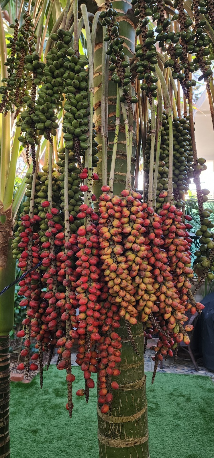 California Grown Kentia Palm Seeds, pack of 10, Howea Forsteriana