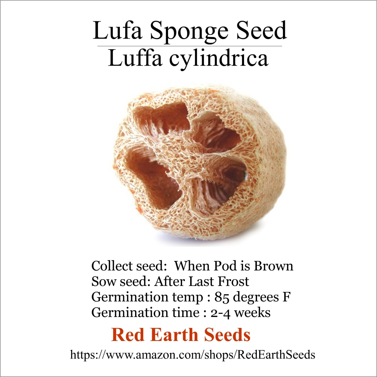 Lufa Sponge – 20 seeds – Luffa cylindrica