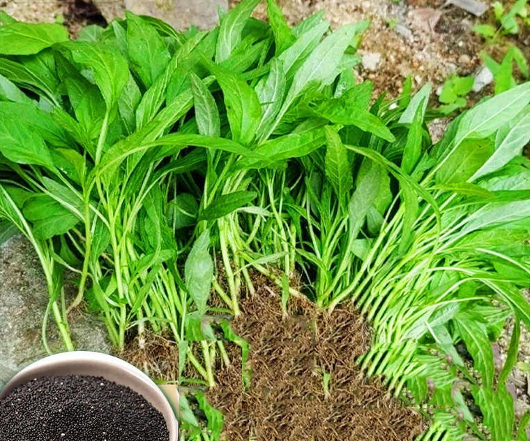 Red round /Green round /Pointed Leaf Amaranth Bundle Pack | 3000+ 红苋，绿苋，台湾油青苋菜组合