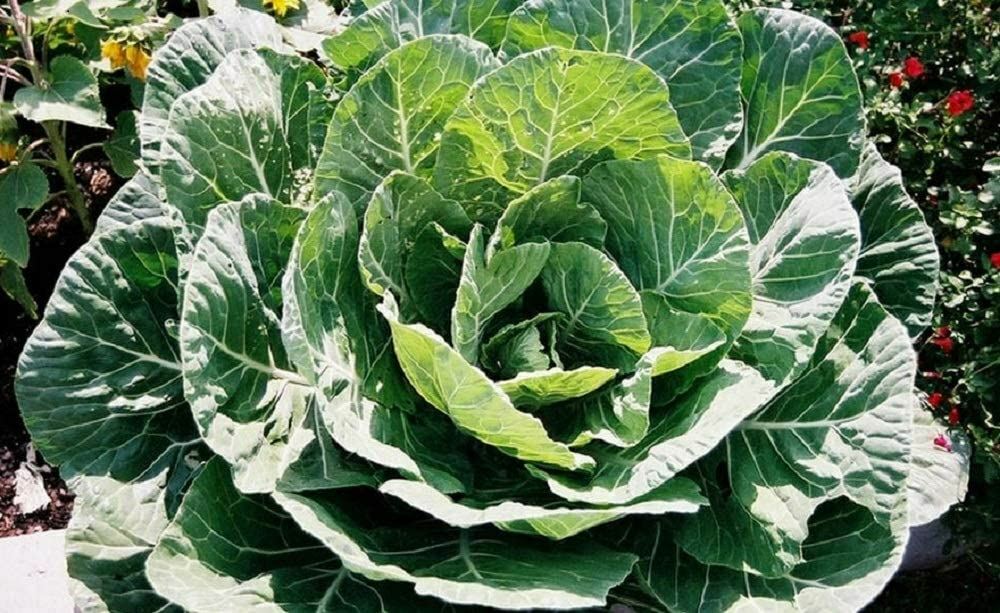 Collard Green Seeds, Georgia Southern Collard Greens Seeds ,”COOL BEANS N SPROU