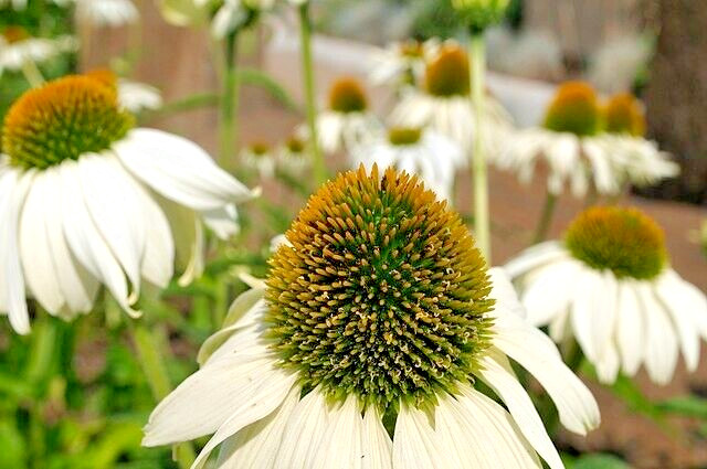 SNOW WHITE ECHINACEA 100 SEEDS, CONEFLOWER, LARGE DAISY-LIKE FLOWERS, USA SELLER