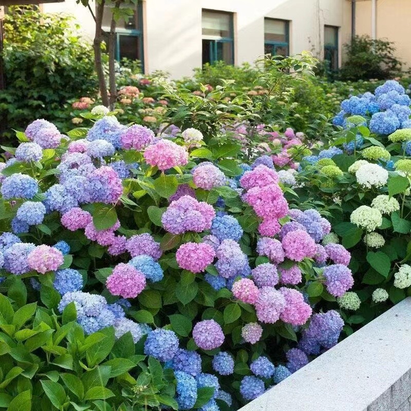20 HYDRANGEA FLOWER SEEDS rare exotic ball bloom plant garden bush germination
