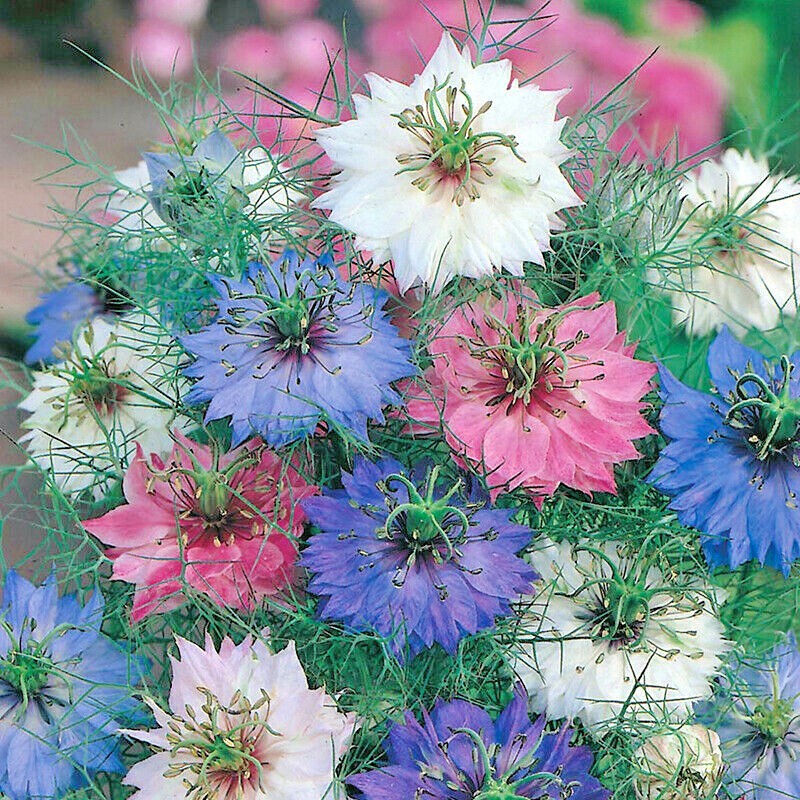 501+LOVE IN A MIST Flower Seeds Flowering Annual Cut Dried Flowers Container