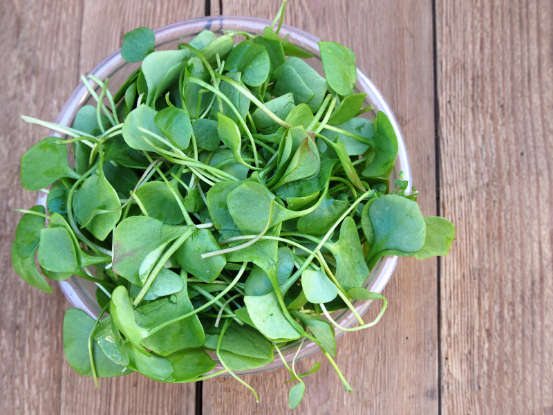 2000+WATERCRESS Seeds Organic Non Gmo Container Indoors Shade Garden Herb Easy