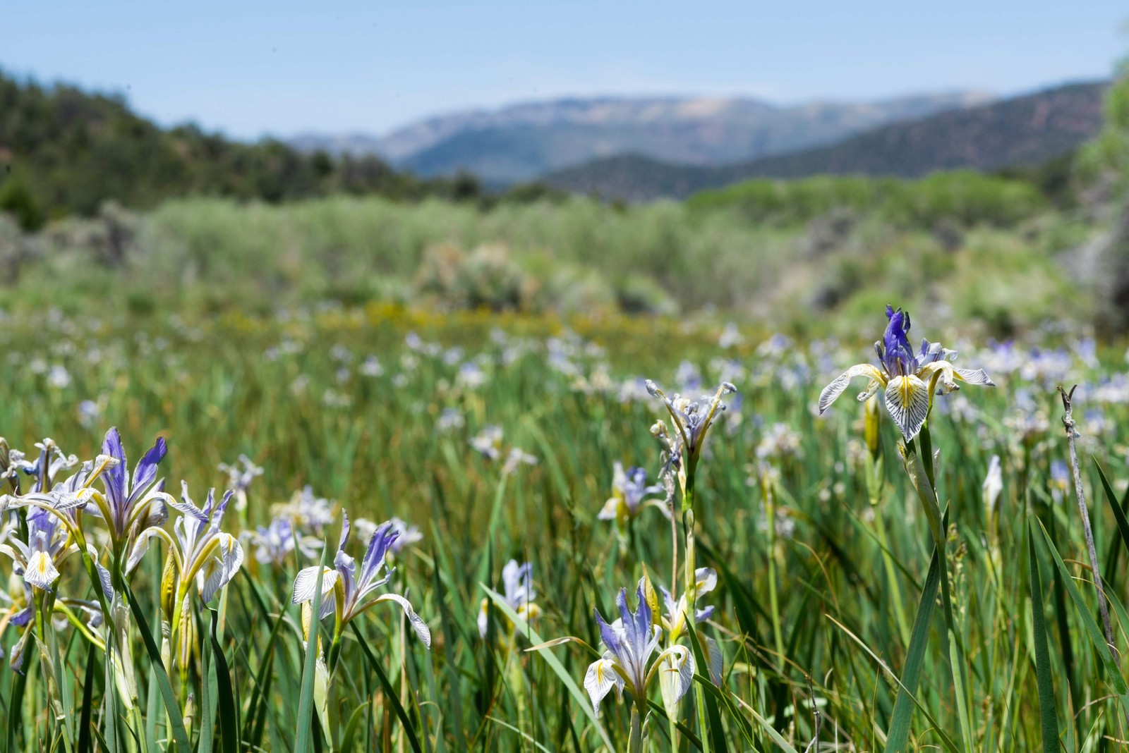 50 MISSOURI IRIS Missouriensis Rocky Mountain Blue Purple Yellow Flower Seeds
