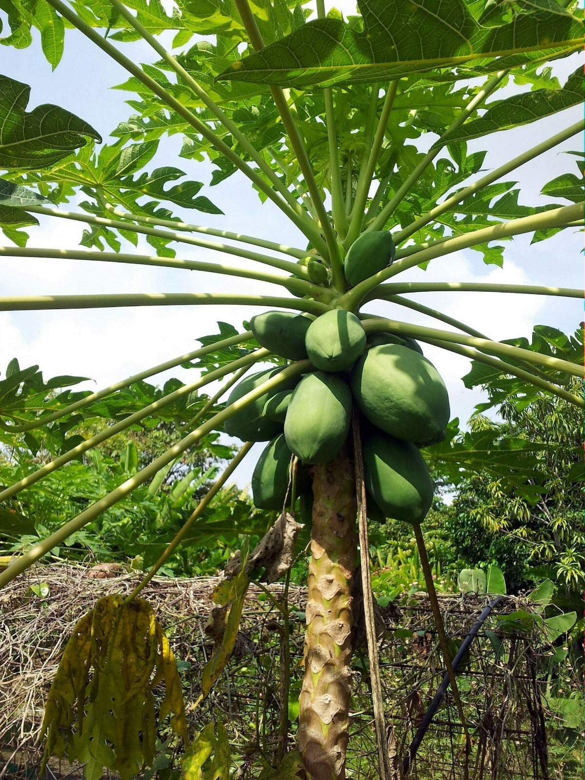 Papaya Tree 20 Heirloom Seeds -Carica Papaya – Perfect for Container Gardening
