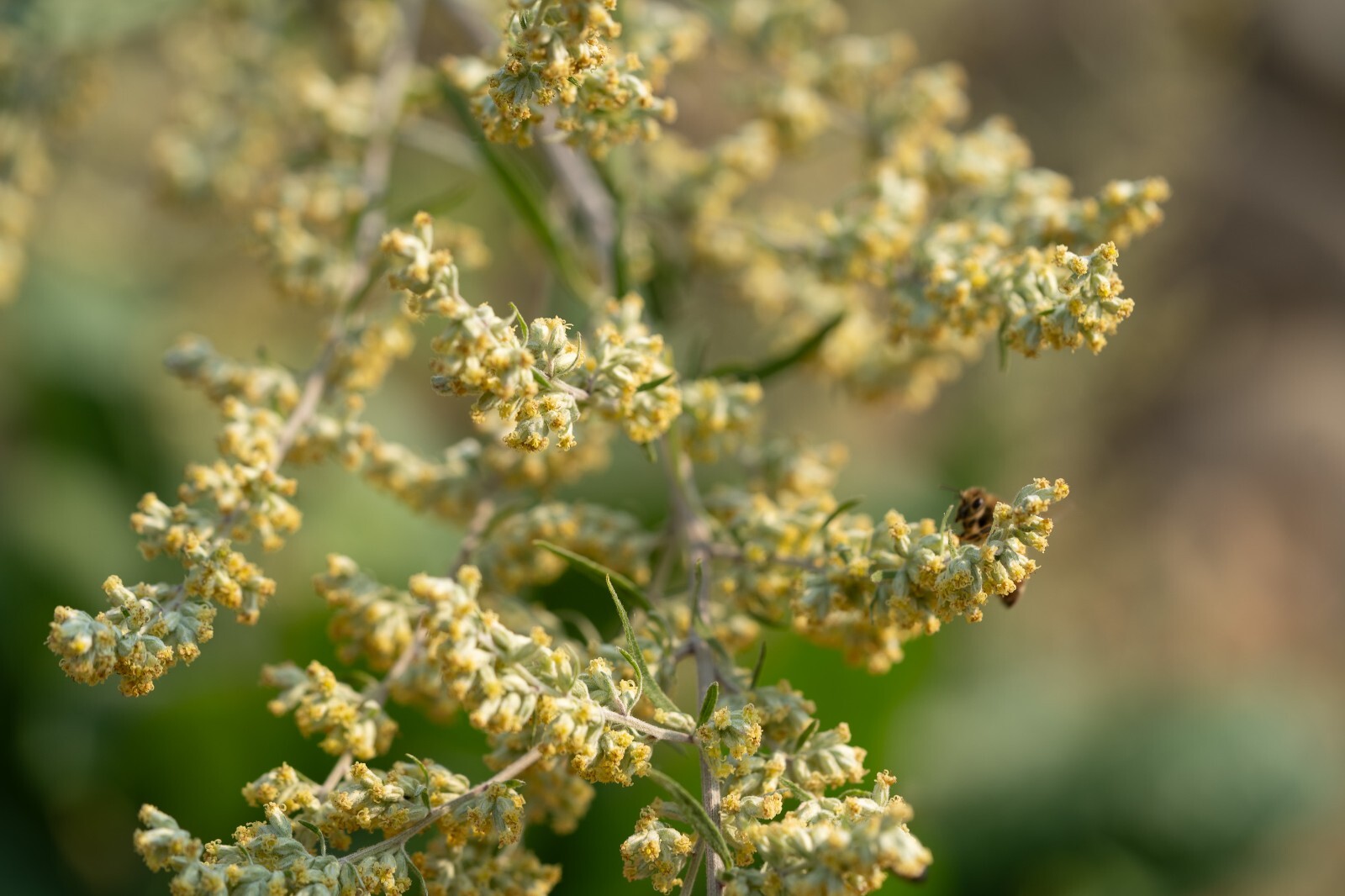 California Mugwort Seeds