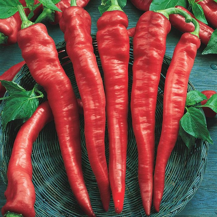 50+ Cayenne Large Red Thick Pepper Seeds ———– Hot —- Heirloom