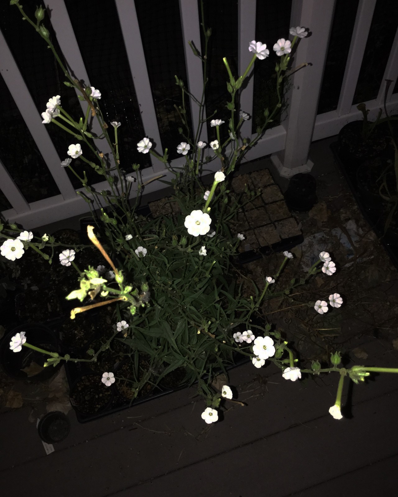 Nicotiana attentuata, Coyote Tobacco Annual Flowering Pollinator Plant Seeds