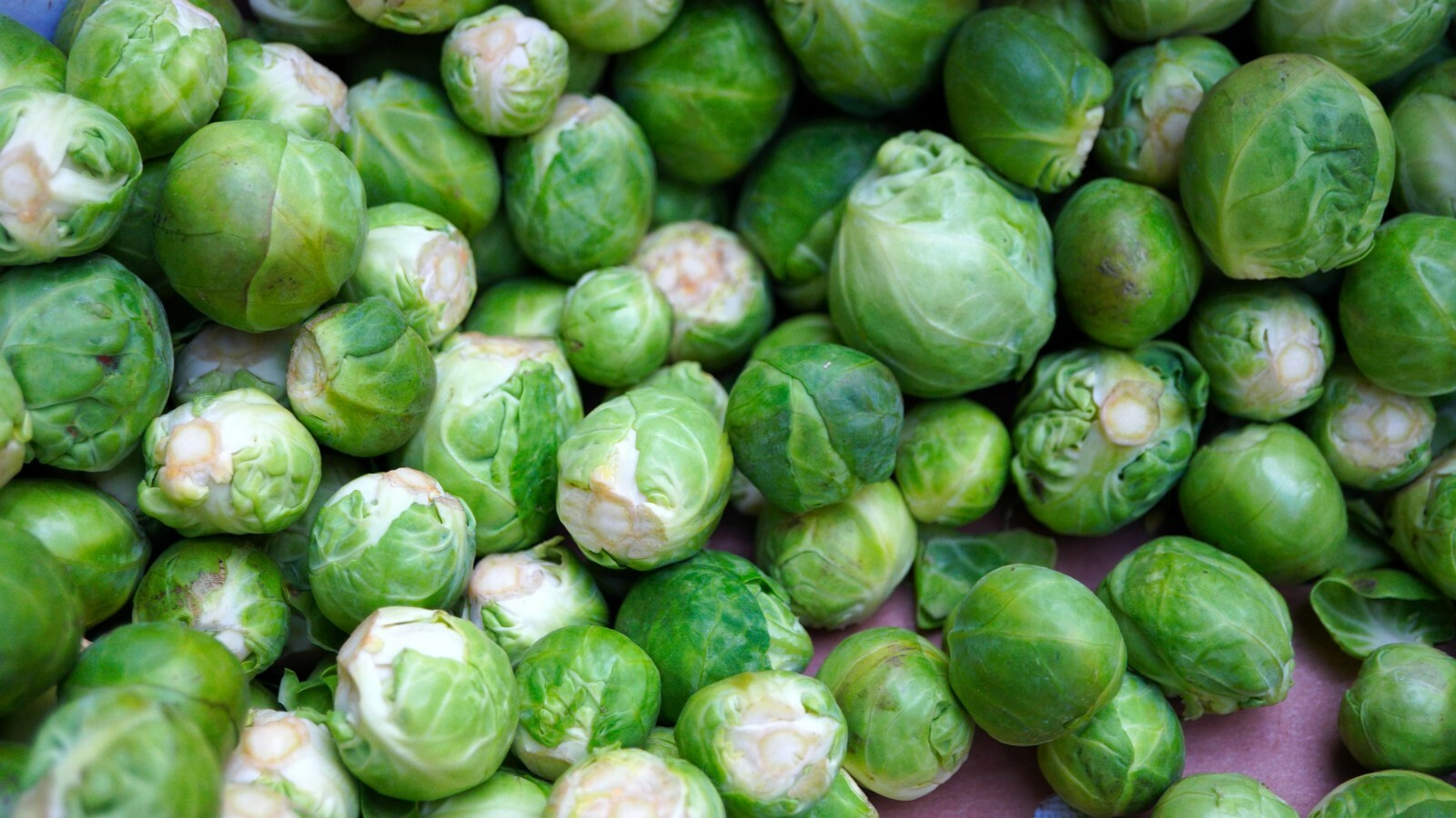 Long Island Improved Brussel sprout Brassica oleracea heirloom 250+ seeds