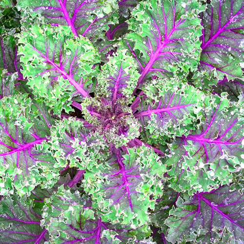Red Russian Kale Seeds | 250 Seeds | Non-GMO | Free Shipping | Seed Store | 1099