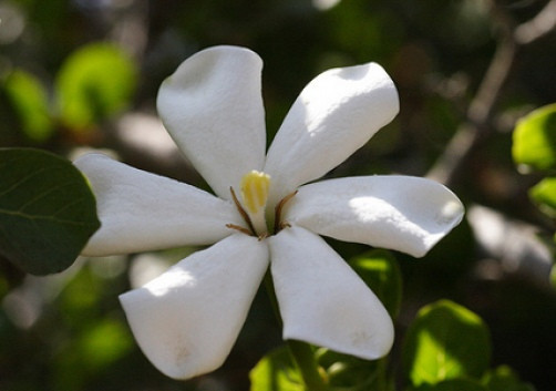Gardenia cornuta Natal gardenia 10 seeds
