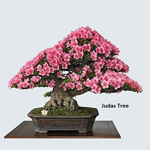 3 Types Flowering Bonsai Tree Seeds Chinese Wisteria, Judas Tree, Blue Jacaranda