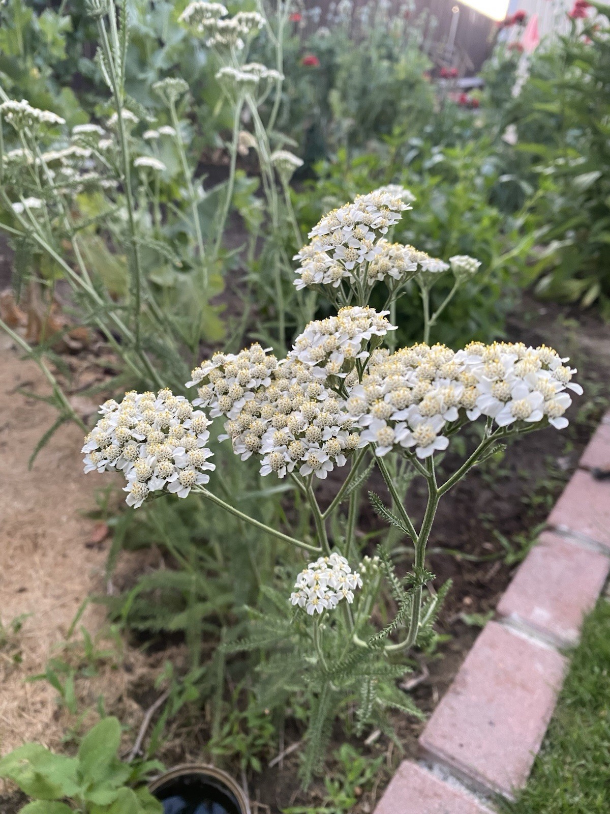 100 White Common Yarrow Herb Seeds, Achillea millefolium Good for Lawn & Turf