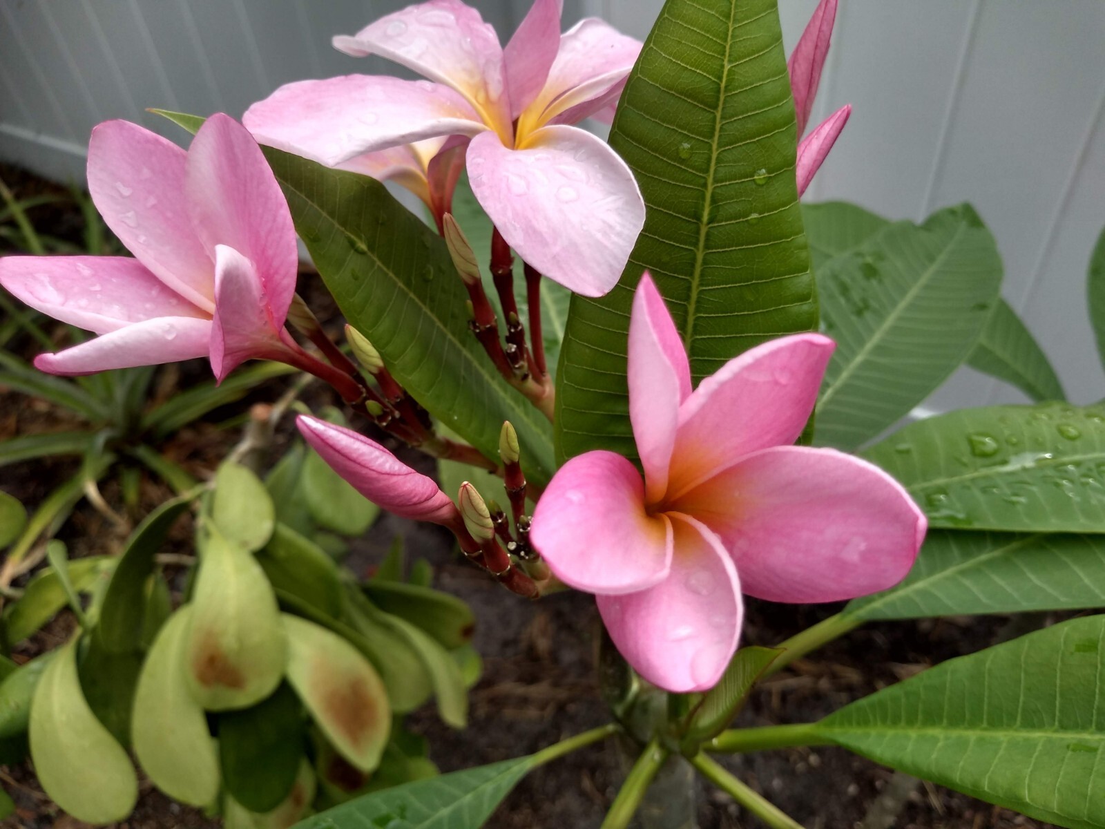 Plumeria Frangipani LIGHT PINK Hawaii Lei Flower Tree 10 Seeds FL Fresh 2024