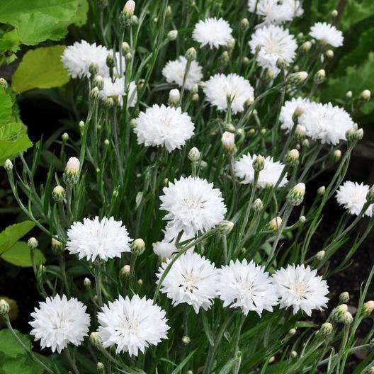 Cornflower / Bachelor Button TALL WHITE Heirloom Sun/Shade Non-GMO 400 Seeds