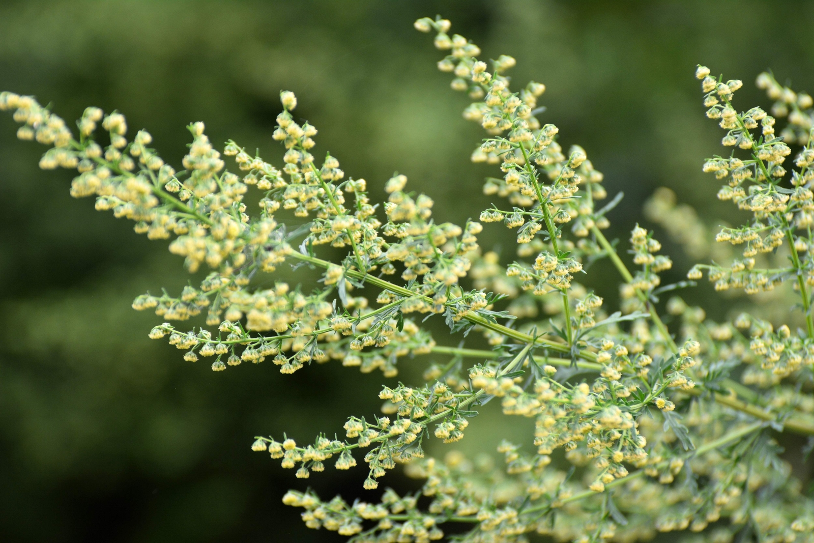 1000 SWEET WORMWOOD Artemisia Annua Sweet Annie Mugwort Sagewort Herb Seeds