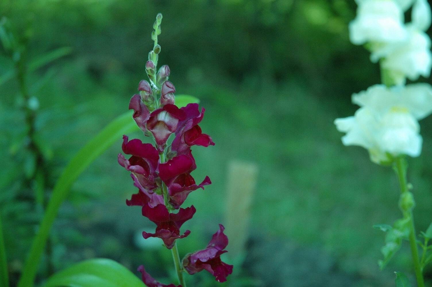 250 WELCOME SNAPDRAGON Antirrhinum Majus Dark Crimson Near Black Flower Seeds
