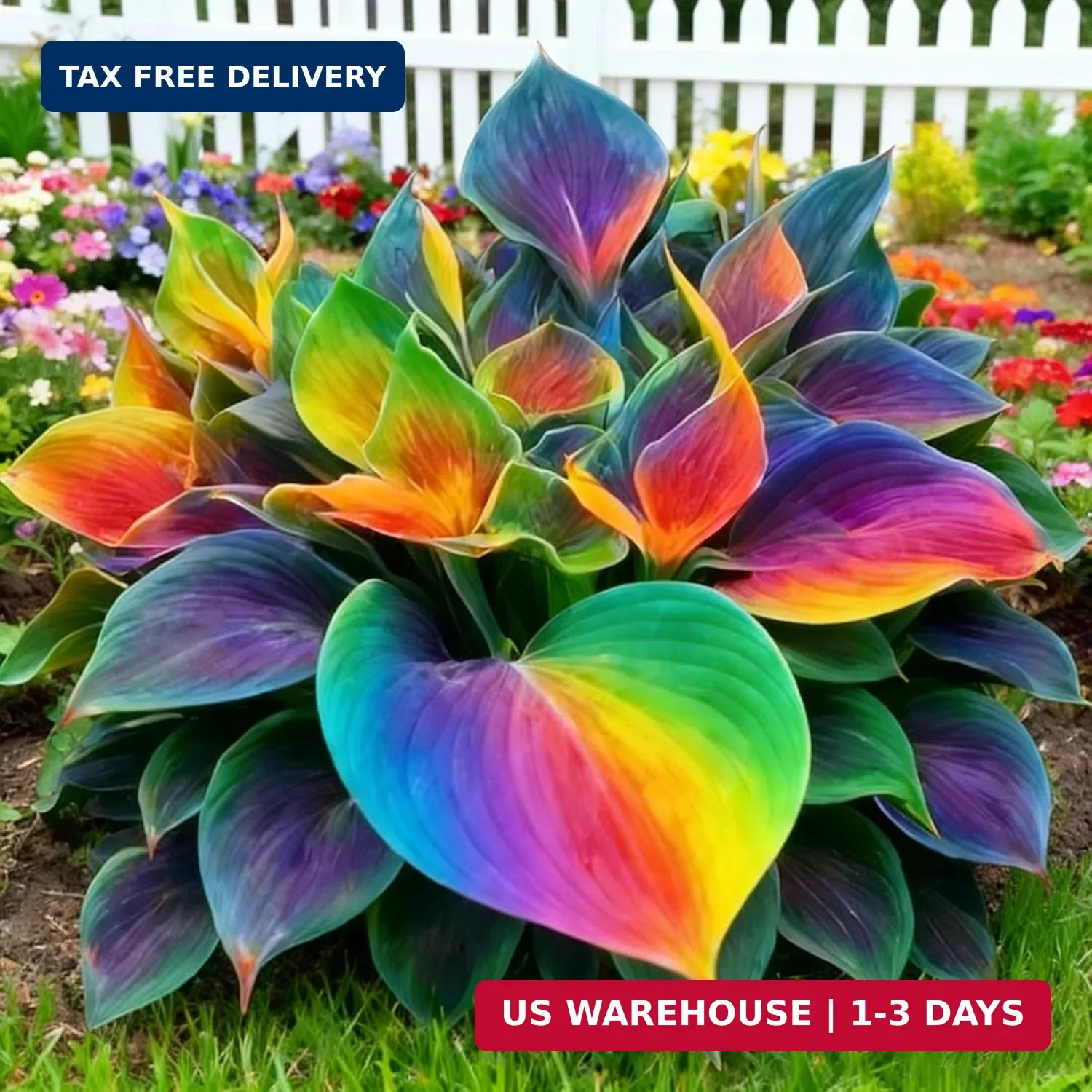 200+ Hosta Seeds for Planting, Perennial Hosta Seed, Attract Pollinators, Non-GM