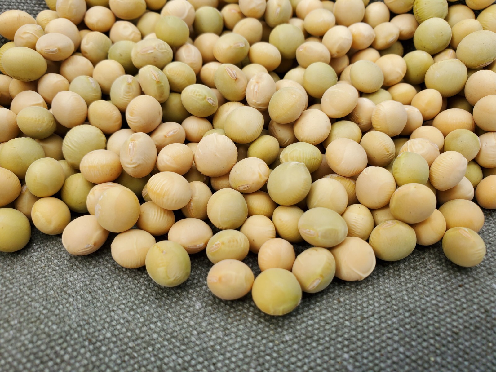 1 oz. KARIKACHI EDAMAME Soy Bean Glycine Max Soybean Non-GMO