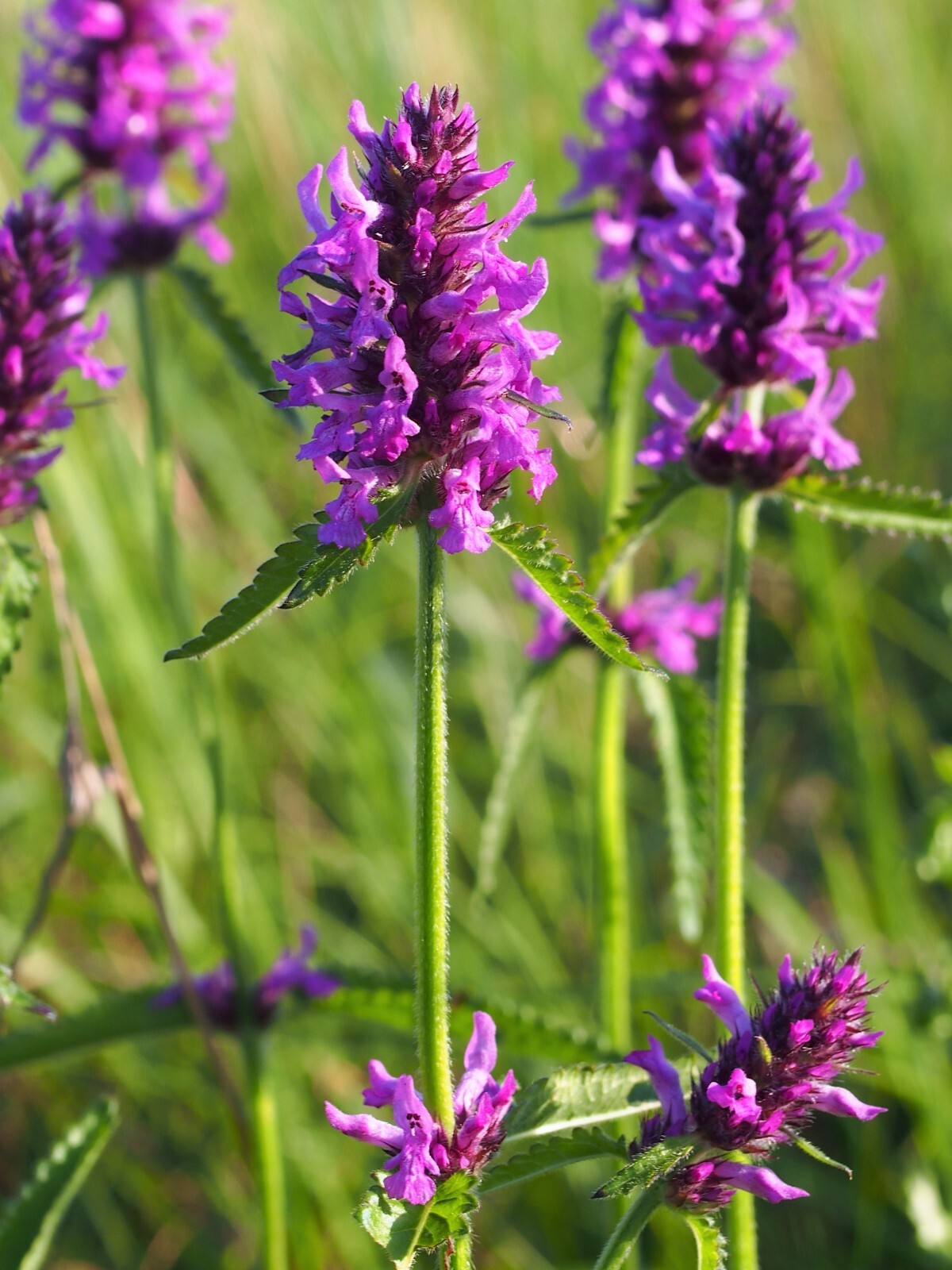 Betony Seeds – Stachys officinalis Seeds – Multiple Quantities