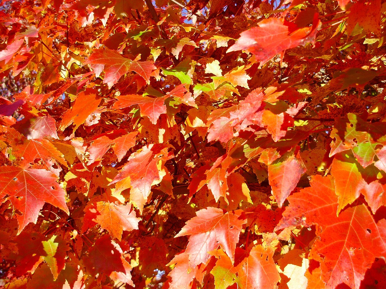 Southern Red Maple Tree | Premium Seeds | Acer rubrum ‘Summer’ | Plants’®