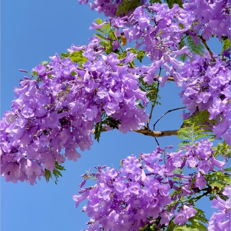 Jacaranda Tree Seeds 100pcs – Stunning Blue Flowering Bonsai, DroughtTolerant…