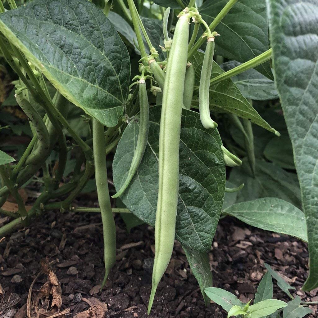 Slenderette Bush Green Bean Seeds, Stringless, NON-GMO, FREE SHIPPING